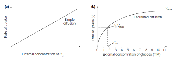 1840_Facilitated diffusion.png